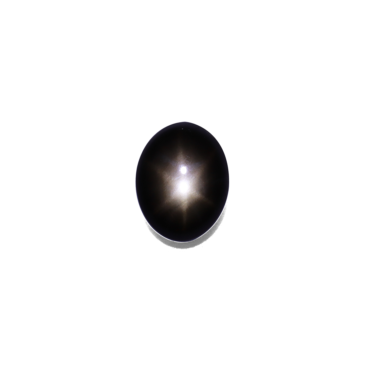 14K ブラックスターサファイア、ダイヤ WG  トップ (昆虫) Black Star Sapphire 3.84ct - 9x7mm (BL0069)