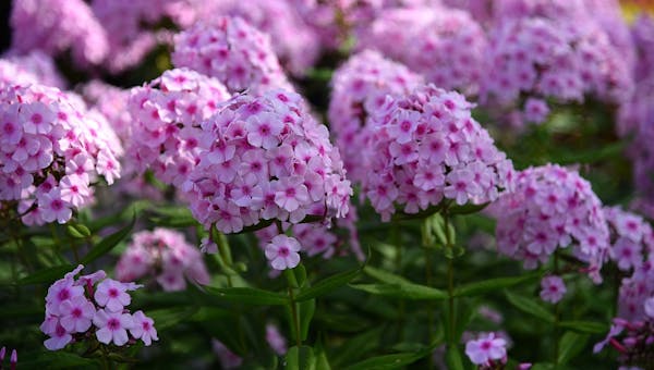 2019 spring colors - Lilac Flowers Purple Flowers Bloom Closeup 2670491